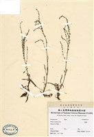 藏品(酸模)的圖片